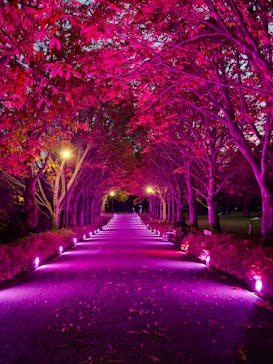 国営昭和記念公園 秋の夜散歩に投稿された画像（2025/11/6）