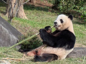恩賜上野動物園に投稿された画像（2025/11/6）
