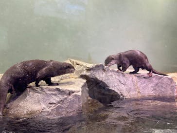 マクセル アクアパーク品川に投稿された画像（2025/11/6）