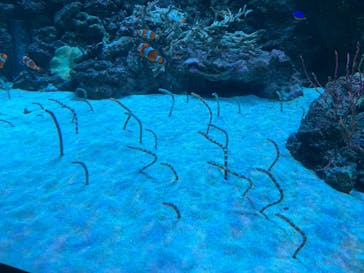 マクセル アクアパーク品川に投稿された画像（2025/11/6）