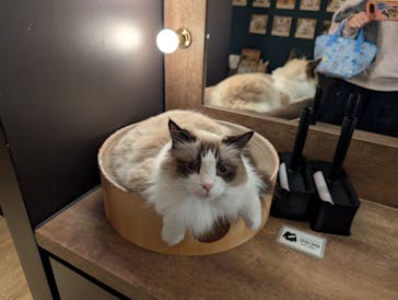 猫カフェモカ　池袋東口店に投稿された画像（2025/11/6）