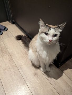 猫カフェモカ　池袋東口店に投稿された画像（2025/11/6）