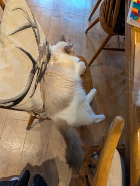 猫カフェモカ　池袋東口店に投稿された画像（2025/11/6）