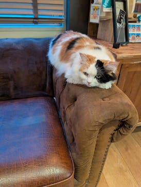 猫カフェモカ　池袋東口店に投稿された画像（2025/11/6）