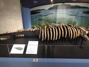 特別展「大絶滅展―生命史のビッグファイブ」に投稿された画像（2025/11/6）