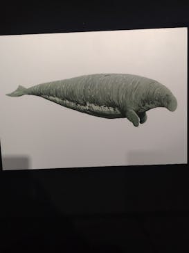 特別展「大絶滅展―生命史のビッグファイブ」に投稿された画像（2025/11/6）