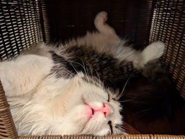 猫カフェモカ　池袋東口店に投稿された画像（2025/11/6）