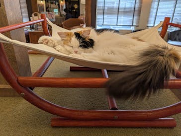 猫カフェモカ　池袋東口店に投稿された画像（2025/11/6）