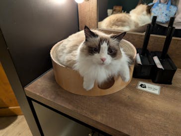 猫カフェモカ　池袋東口店に投稿された画像（2025/11/6）