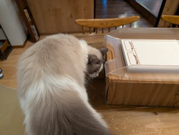 猫カフェモカ　池袋東口店に投稿された画像（2025/11/6）