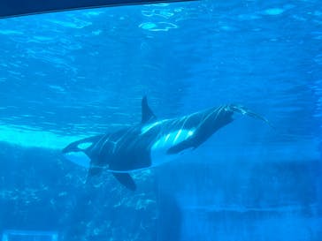 名古屋港水族館に投稿された画像（2025/11/6）