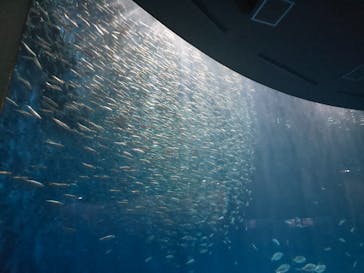 名古屋港水族館に投稿された画像（2025/11/6）