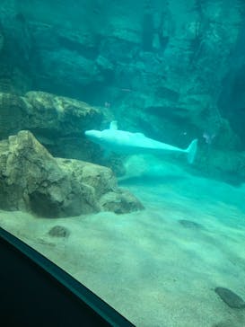 名古屋港水族館に投稿された画像（2025/11/6）