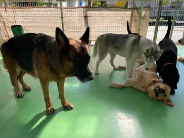 つくばわんわんランドに投稿された画像（2025/11/6）