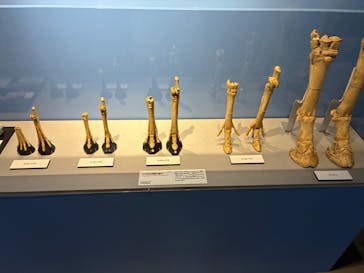 特別展「大絶滅展―生命史のビッグファイブ」に投稿された画像（2025/11/6）