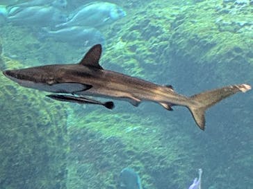 新江ノ島水族館に投稿された画像（2025/11/6）