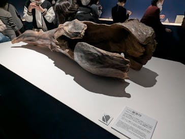 正倉院 THE SHOW ―感じる。いま、ここにある奇跡―　@上野の森美術館に投稿された画像（2025/11/6）