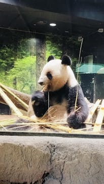 恩賜上野動物園に投稿された画像（2025/11/6）