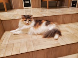 猫カフェモカ　名古屋則武新町店に投稿された画像（2025/11/6）