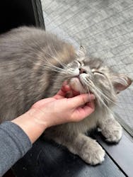 猫カフェモカ　秋葉原店に投稿された画像（2025/11/6）