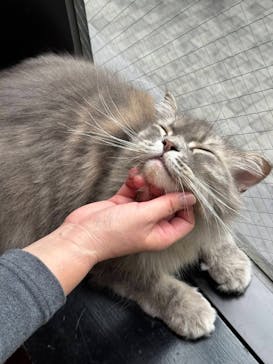 猫カフェモカ　秋葉原店に投稿された画像（2025/11/6）