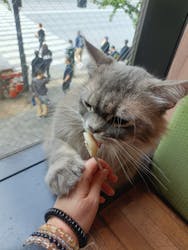 猫カフェモカ　秋葉原店に投稿された画像（2025/11/6）