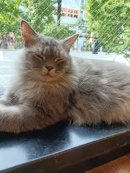 猫カフェモカ　秋葉原店に投稿された画像（2025/11/6）