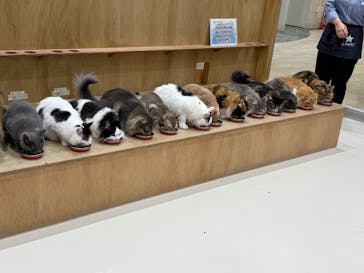 Cat Café MOFF イオンモール浜松志都呂店に投稿された画像（2025/11/7）