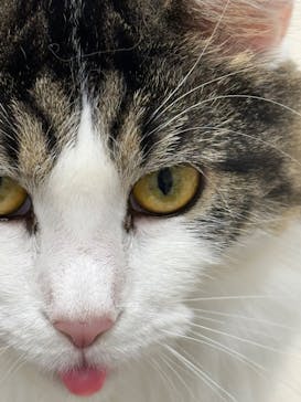 Cat Café MOFF イオンモール浜松志都呂店に投稿された画像（2025/11/7）