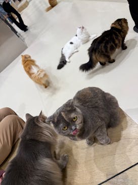 Cat Café MOFF イオンモール浜松志都呂店に投稿された画像（2025/11/7）