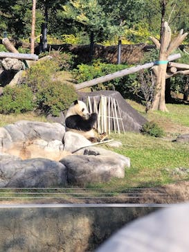 恩賜上野動物園に投稿された画像（2025/11/7）