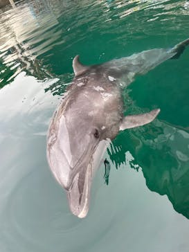 伊豆・三津シーパラダイスに投稿された画像（2025/11/7）