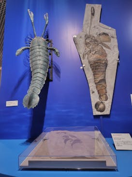 特別展「大絶滅展―生命史のビッグファイブ」に投稿された画像（2025/11/7）