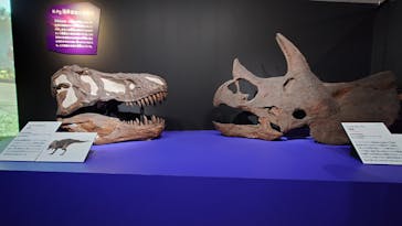 特別展「大絶滅展―生命史のビッグファイブ」に投稿された画像（2025/11/7）