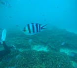 青の洞窟専門店　沖縄ダイビングショップ和に投稿された画像（2025/11/7）