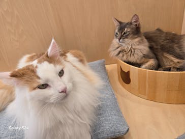 Cat Café MOFF グランベリーパーク店に投稿された画像（2025/11/7）