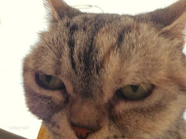 Cat Café MOFF グランベリーパーク店に投稿された画像（2025/11/7）