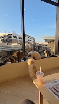 Cat Café MOFF グランベリーパーク店に投稿された画像（2025/11/7）