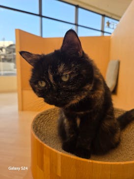 Cat Café MOFF グランベリーパーク店に投稿された画像（2025/11/7）