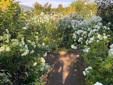 横浜イングリッシュガーデンに投稿された画像（2025/11/7）