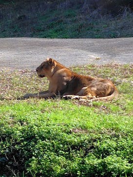 秋吉台自然動物公園 サファリランドに投稿された画像（2025/11/7）