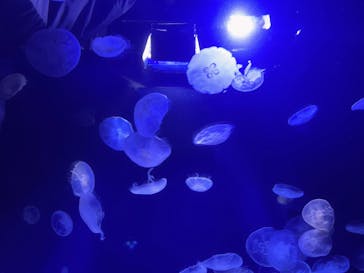 サンシャイン水族館に投稿された画像（2025/11/7）