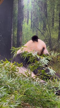 恩賜上野動物園に投稿された画像（2025/11/7）