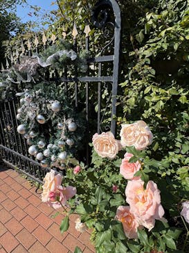 横浜イングリッシュガーデンに投稿された画像（2025/11/7）