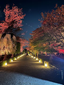 NAKED meets 二条城 2025 観月に投稿された画像（2025/11/7）