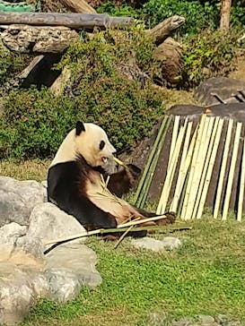 恩賜上野動物園に投稿された画像（2025/11/7）