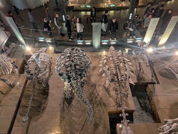 福井県立恐竜博物館に投稿された画像（2025/11/7）