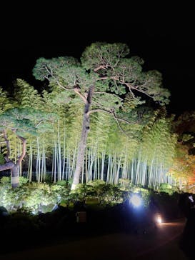 国営昭和記念公園 秋の夜散歩に投稿された画像（2025/11/7）