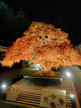 国営昭和記念公園 秋の夜散歩に投稿された画像（2025/11/7）