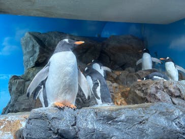 鴨川シーワールドに投稿された画像（2025/11/8）